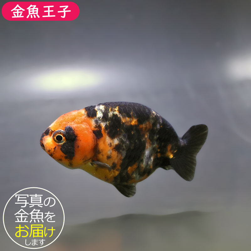金魚　 即納在庫品] 【セット販売】 ニチドウ 金魚膳 増体・色揚浮上性 1袋