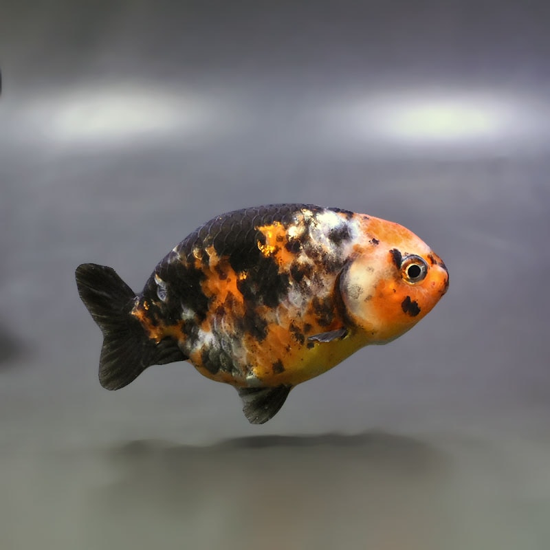 金魚王子】江戸錦 8.5～9cm前後 (個体番号：xsw784) 金魚 きんぎょ