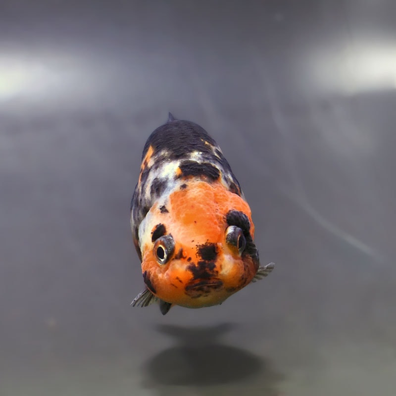 金魚王子】江戸錦 8.5～9cm前後 (個体番号：xsw784) 金魚 きんぎょ