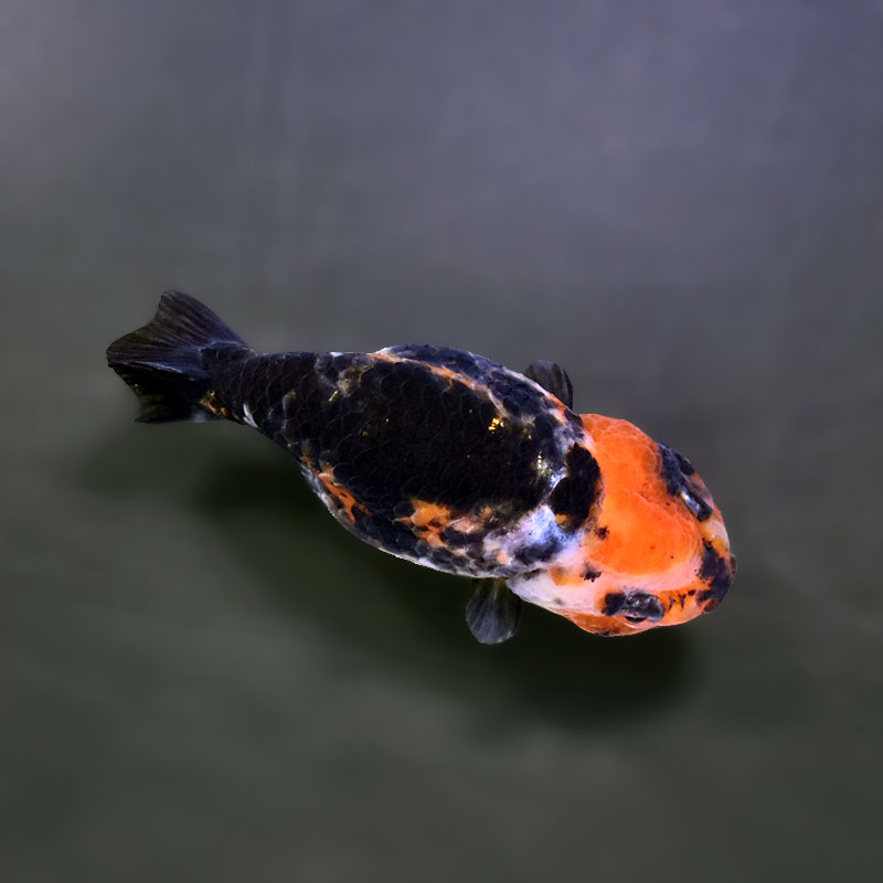 金魚王子】江戸錦 8.5～9cm前後 (個体番号：xsw784) 金魚 きんぎょ