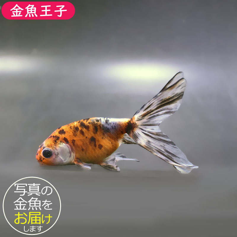 きんぎょ様明日発送 金魚王子】キャリコ丹鳳 10.5±1cm前後 (個体番号：xsw944) 金魚