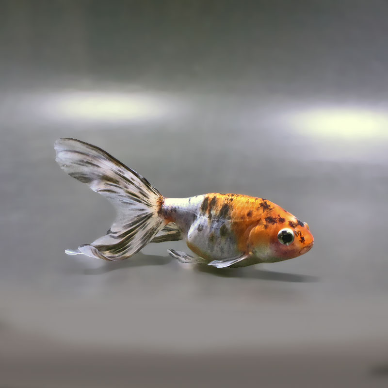 金魚王子】キャリコ丹鳳 10.5±1cm前後 (個体番号：xsw944) 金魚