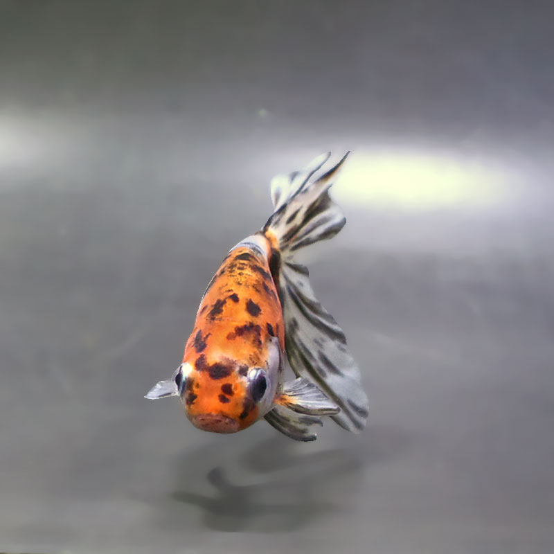 金魚王子】キャリコ丹鳳 10.5±1cm前後 (個体番号：xsw944) 金魚