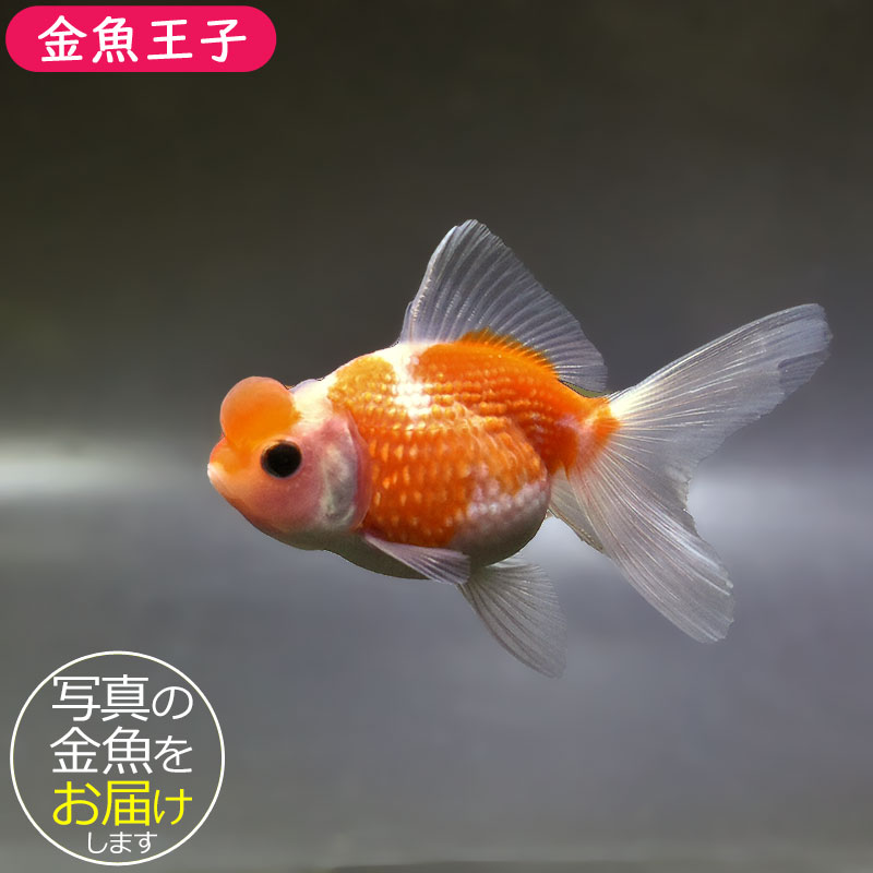 金魚　様 金魚王子】更紗浜錦 8～9cm前後 (個体番号：zaq751) 金魚 きんぎょ
