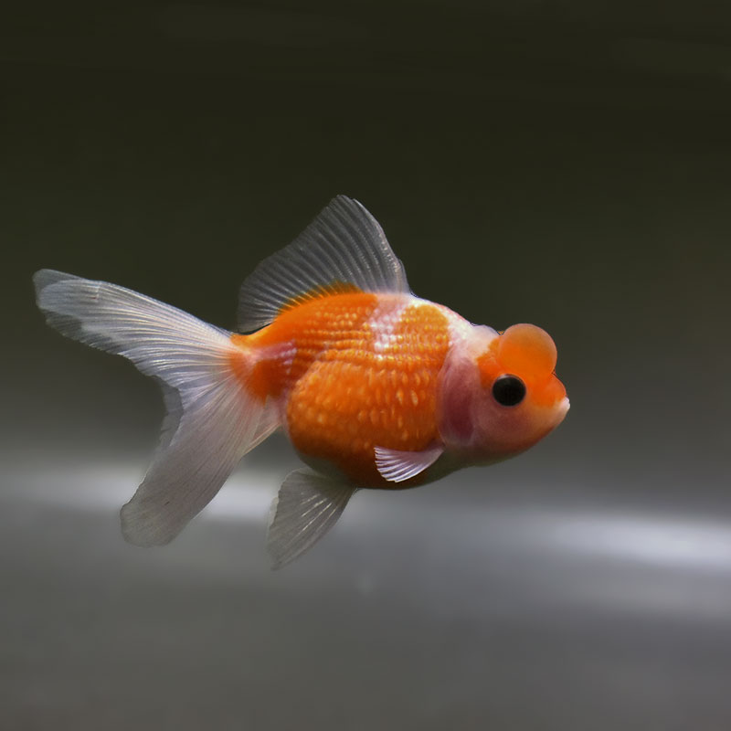 金魚王子】更紗浜錦 8～9cm前後 (個体番号：zaq751) 金魚 きんぎょ