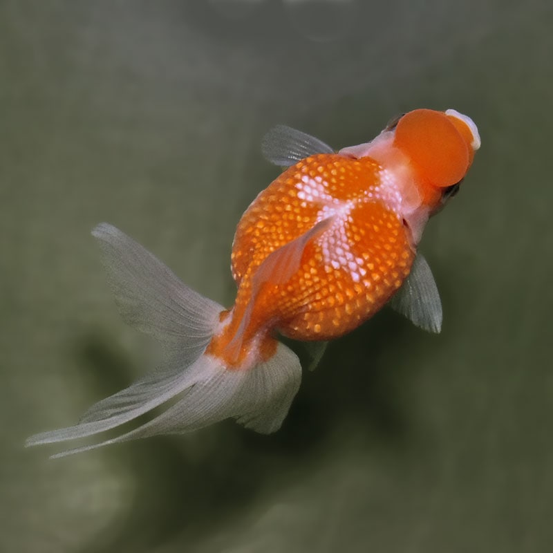 金魚王子】更紗浜錦 8～9cm前後 (個体番号：zaq751) 金魚 きんぎょ
