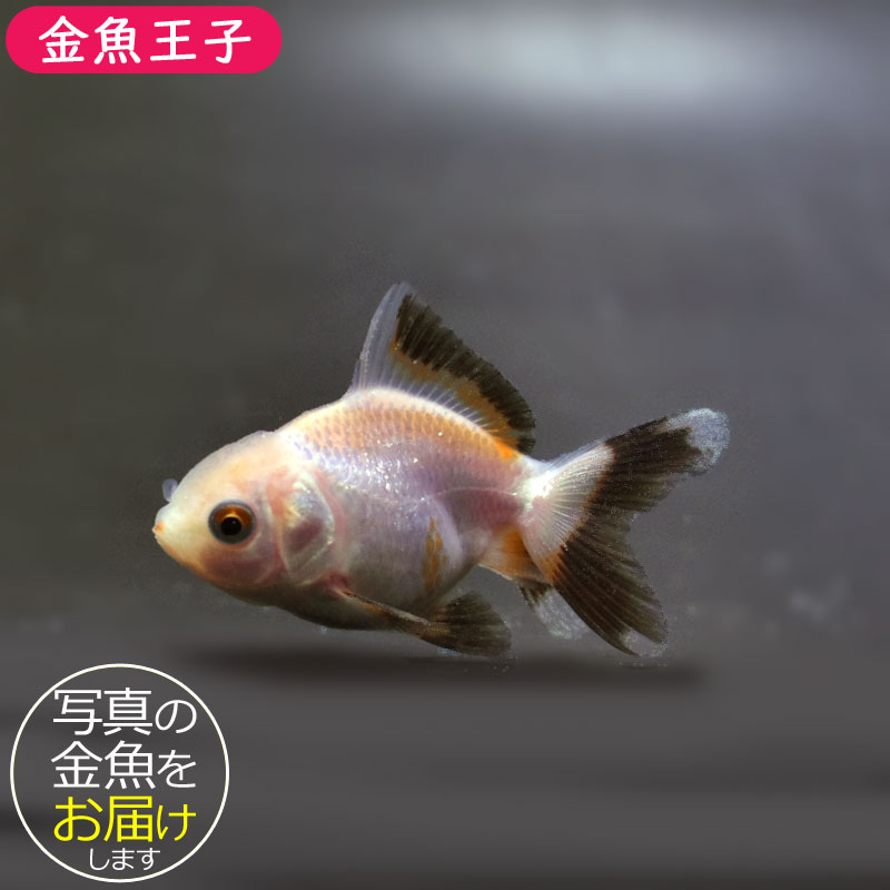 きんぎょ様 楽天市場】【金魚王子】白黒ローズテールオランダ 12cm前後
