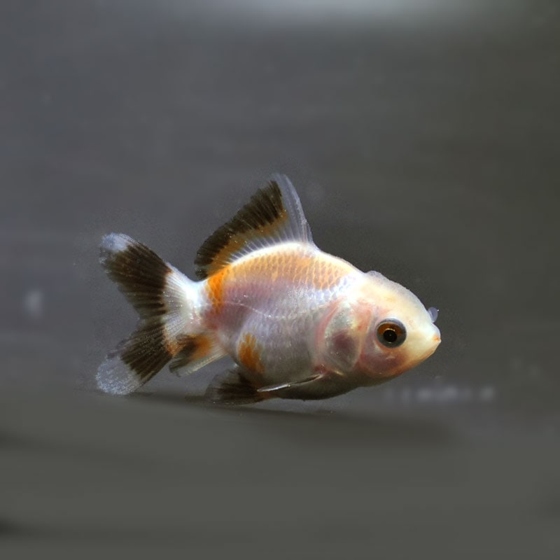 金魚王子】ベビーオランダ 5±1cm前後 (個体番号：cde344) 金魚