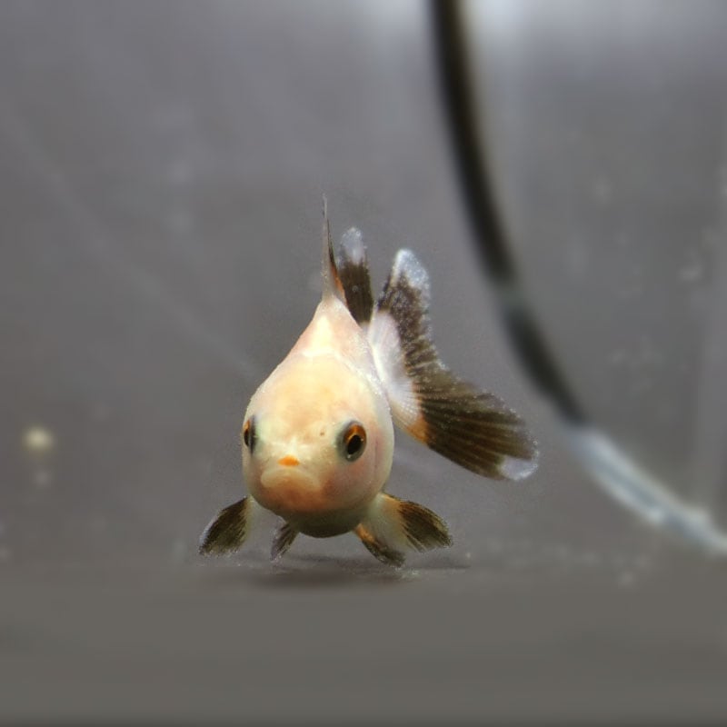 きんぎょ様 楽天市場】【金魚王子】白黒ローズテールオランダ 12cm前後