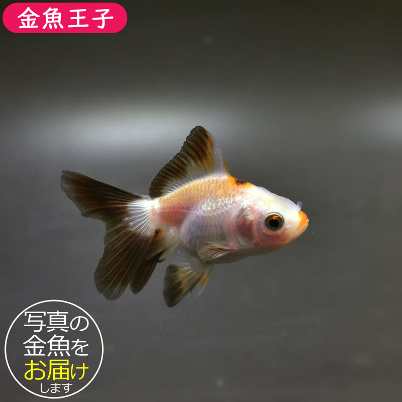 金魚王子】ハーフムーンオランダ 6.5±1cm前後 (個体番号：cde521