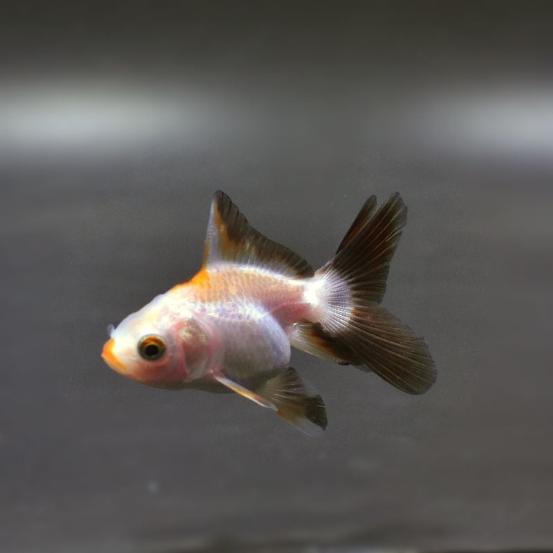 金魚王子】ハーフムーンオランダ 6.5±1cm前後 (個体番号：cde521) 金魚