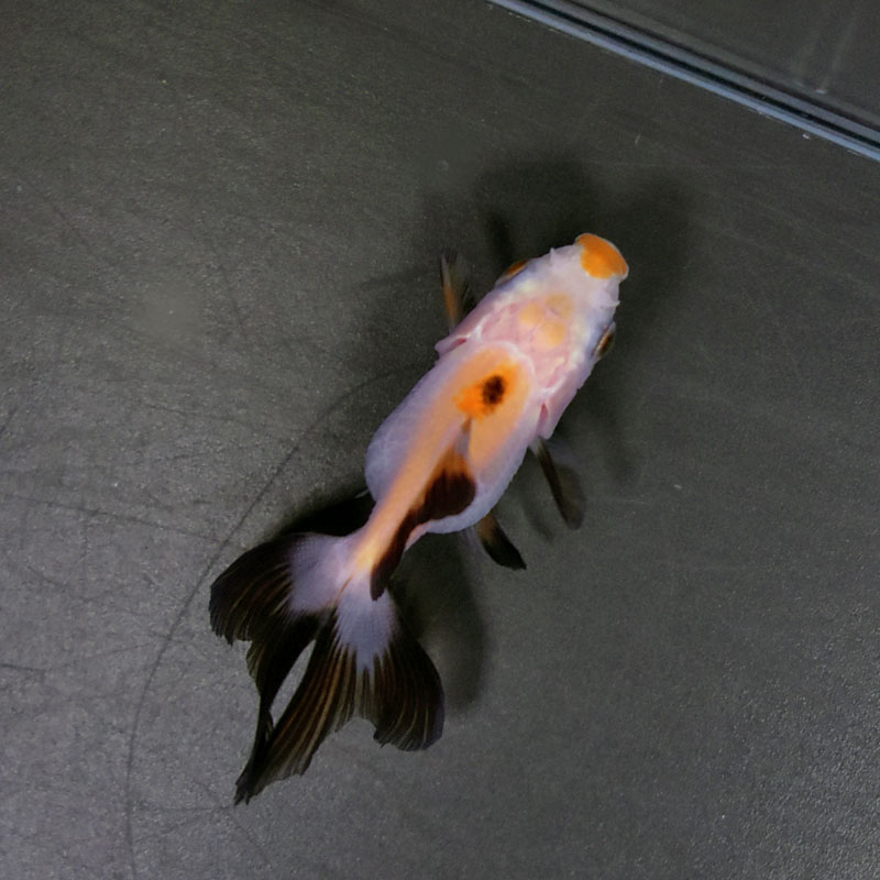 きんぎょ様 金魚王子】ホワイト蝶尾 7±1cm前後 (個体番号：cde551) 金魚 きんぎょ