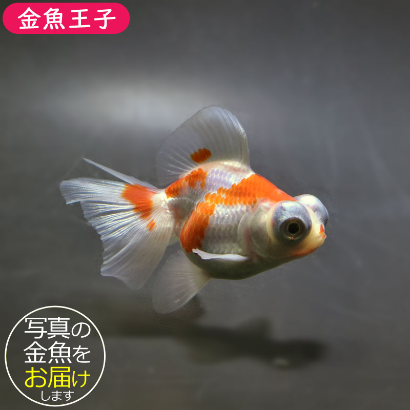 【金魚王子】更紗蝶尾 8±1cm前後 (個体番号:xsw114) 金魚 きんぎょ 生体 蝶尾 厳選個体