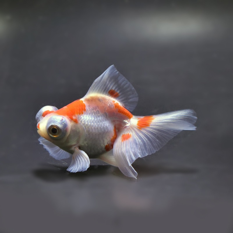 【金魚王子】更紗蝶尾 8±1cm前後 (個体番号:xsw114) 金魚 きんぎょ 生体 蝶尾 厳選個体