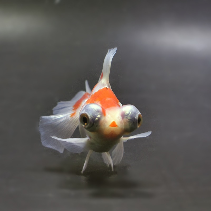 【金魚王子】更紗蝶尾 8±1cm前後 (個体番号:xsw114) 金魚 きんぎょ 生体 蝶尾 厳選個体