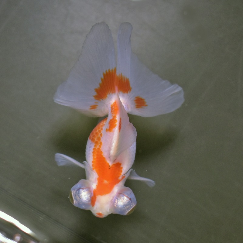 【金魚王子】更紗蝶尾 8±1cm前後 (個体番号:xsw114) 金魚 きんぎょ 生体 蝶尾 厳選個体