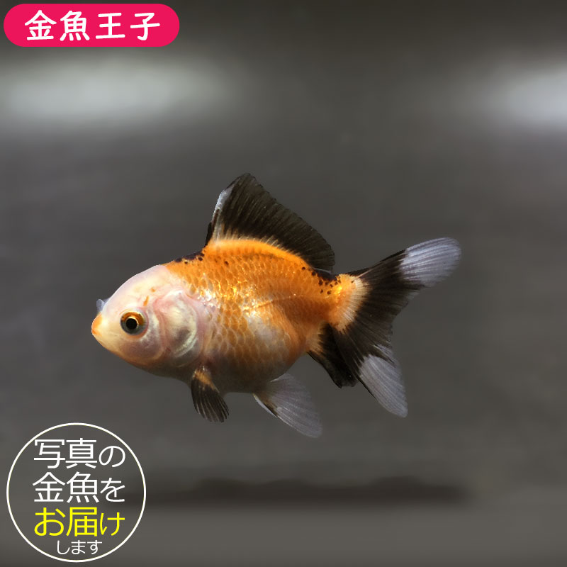 金魚王子】トリカラーオランダ 6.5±1cm前後 (個体番号：xsw253) 金魚
