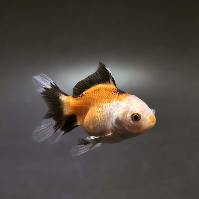 金魚王子】トリカラーオランダ 6.5±1cm前後 (個体番号：xsw253) 金魚