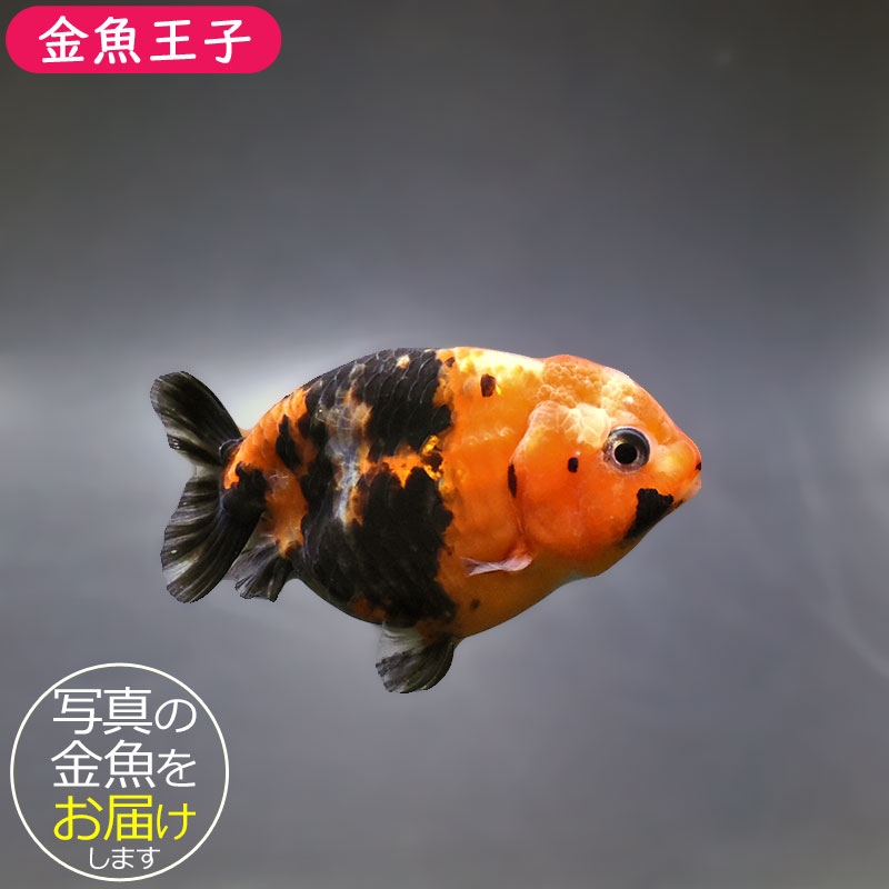金魚王子】江戸錦 8.5～9cm前後 (個体番号：xsw785) 金魚 きんぎょ