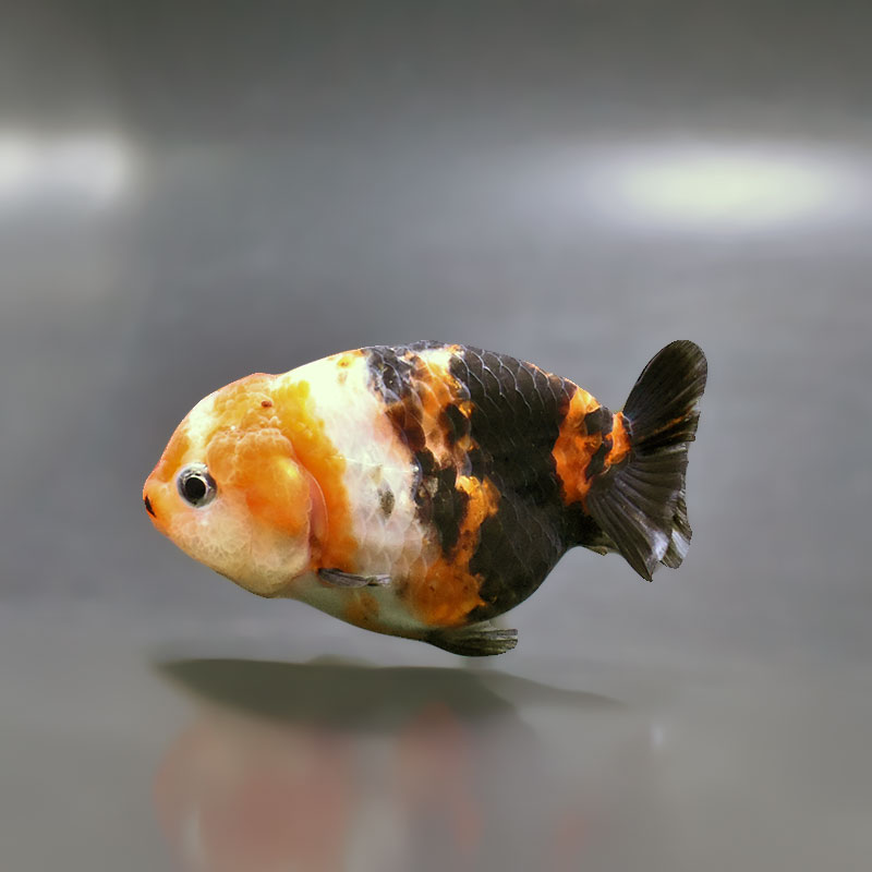 金魚王子】江戸錦 8.5～9cm前後 (個体番号：xsw785) 金魚 きんぎょ