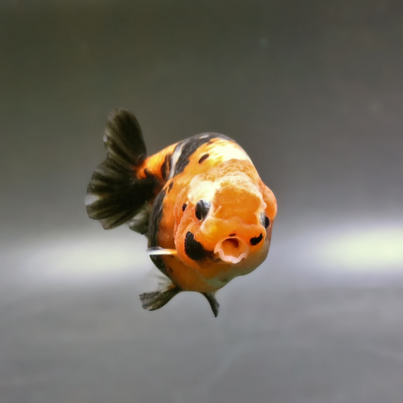 金魚王子】江戸錦 8.5～9cm前後 (個体番号：xsw785) 金魚 きんぎょ