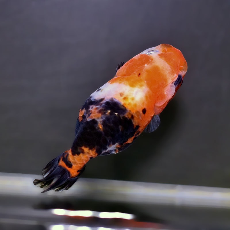 金魚王子】江戸錦 8.5～9cm前後 (個体番号：xsw785) 金魚 きんぎょ
