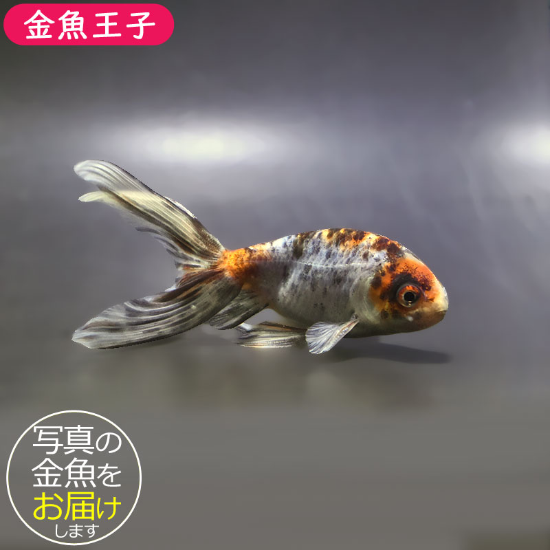 金魚一位　 金魚王子】キャリコ丹鳳 10.5±1cm前後 (個体番号：xsw945) 金魚