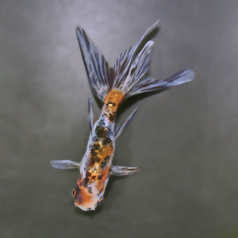 金魚王子】キャリコ丹鳳 10.5±1cm前後 (個体番号：xsw945) 金魚