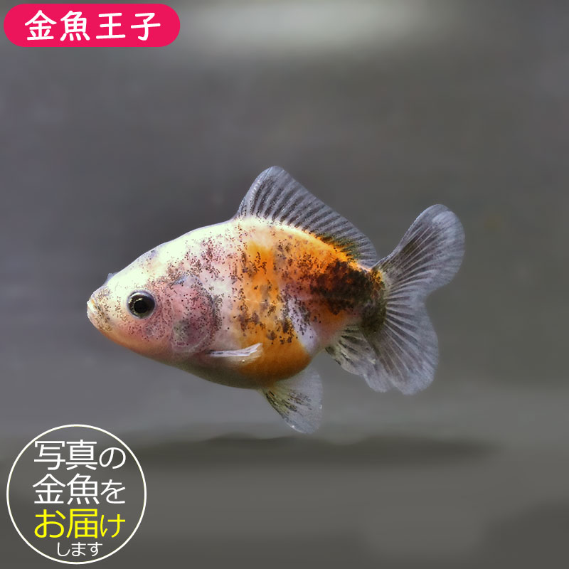 金魚一位　 金魚王子】バルーンオランダ 6.5±1cm前後 (個体番号：zaq223) 金魚