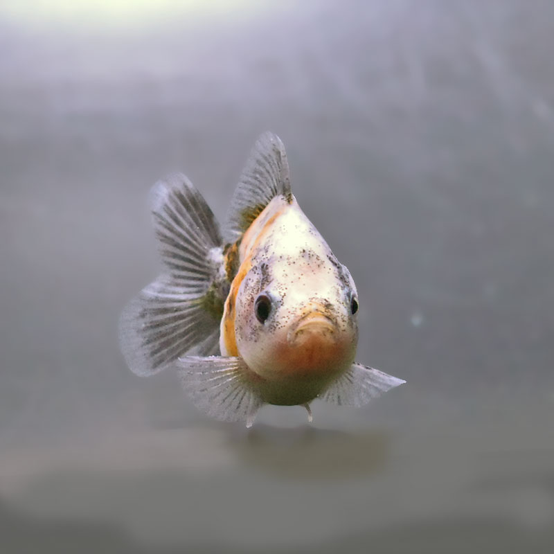 金魚王子】バルーンオランダ 6.5±1cm前後 (個体番号：zaq223) 金魚