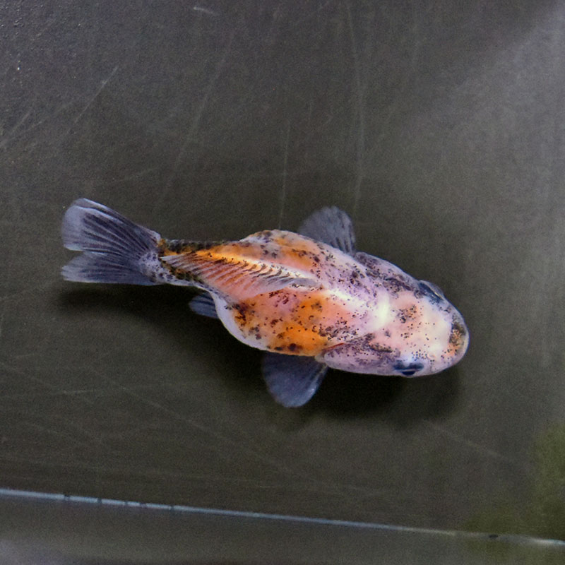 金魚王子】バルーンオランダ 6.5±1cm前後 (個体番号：zaq223) 金魚