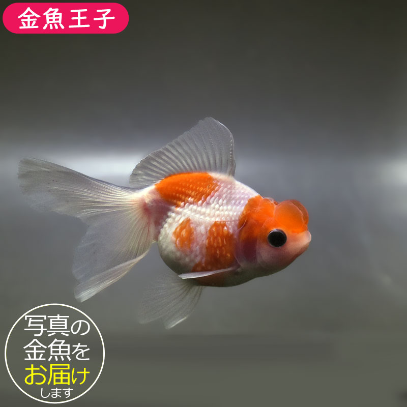 金魚さま　専用 金魚王子】更紗浜錦 8～9cm前後 (個体番号：zaq752) 金魚 きんぎょ