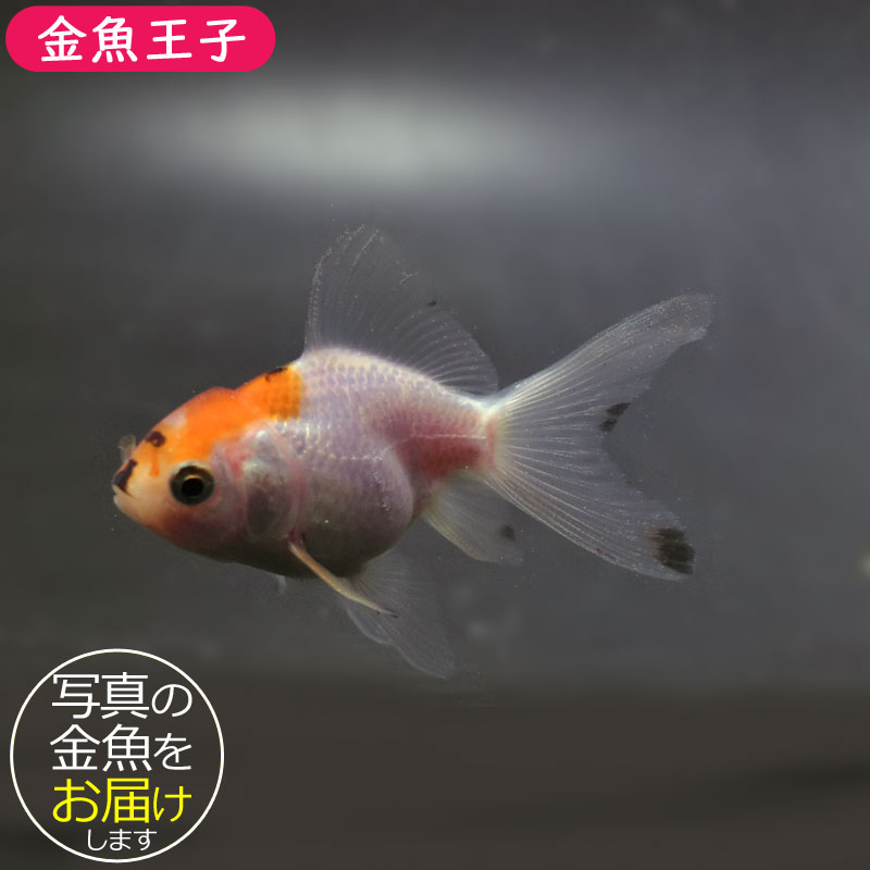 【獅子志司】C4フーディ「プラウラー」　Lサイズ 獅子志司】C4フーディ「プラウラー」／2nd ONE MAN LIVE