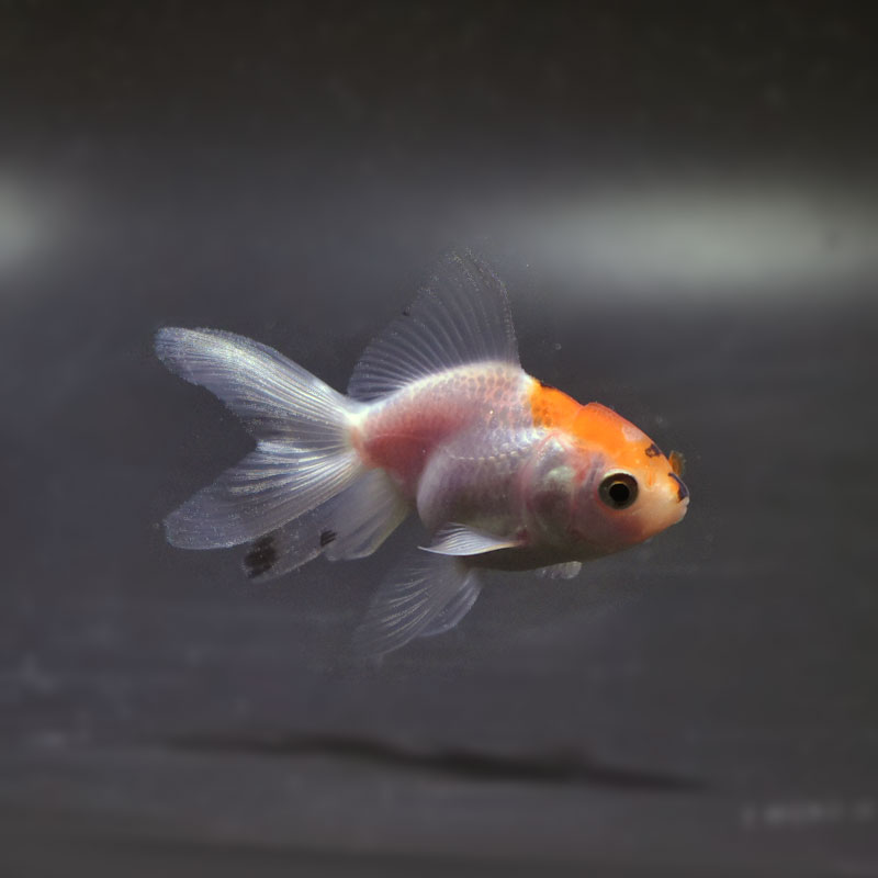 【獅子志司】C4フーディ「プラウラー」　Lサイズ 獅子志司】C4フーディ「プラウラー」／2nd ONE MAN LIVE