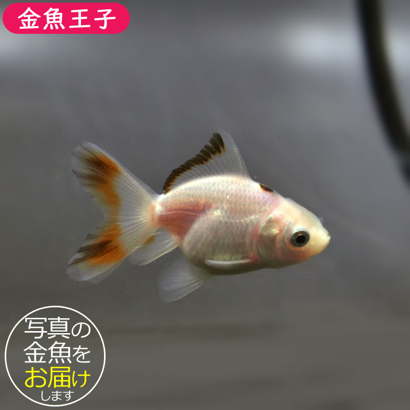 金魚王子】ハーフムーンオランダ 6.5±1cm前後 (個体番号：cde522