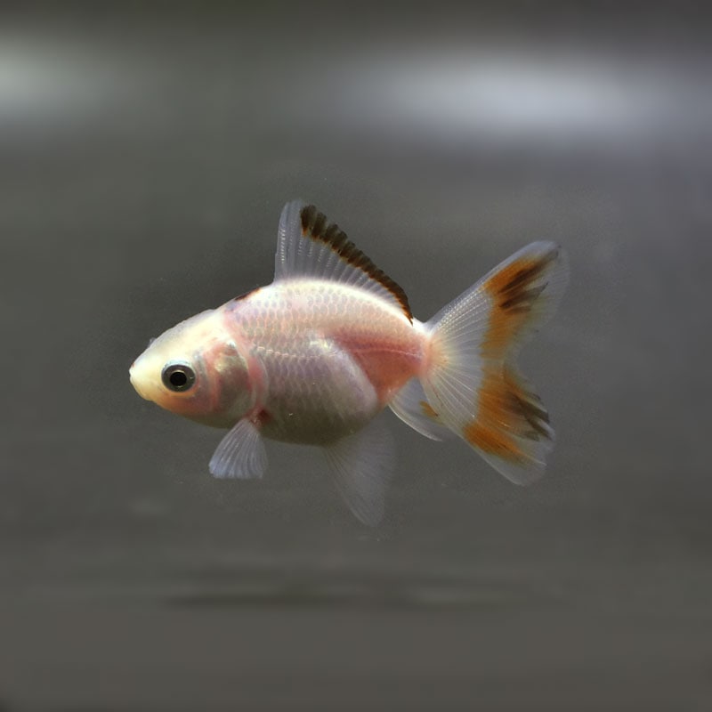 金魚王子】ハーフムーンオランダ 6.5±1cm前後 (個体番号：cde522) 金魚