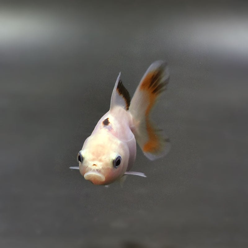 金魚王子】ハーフムーンオランダ 6.5±1cm前後 (個体番号：cde522