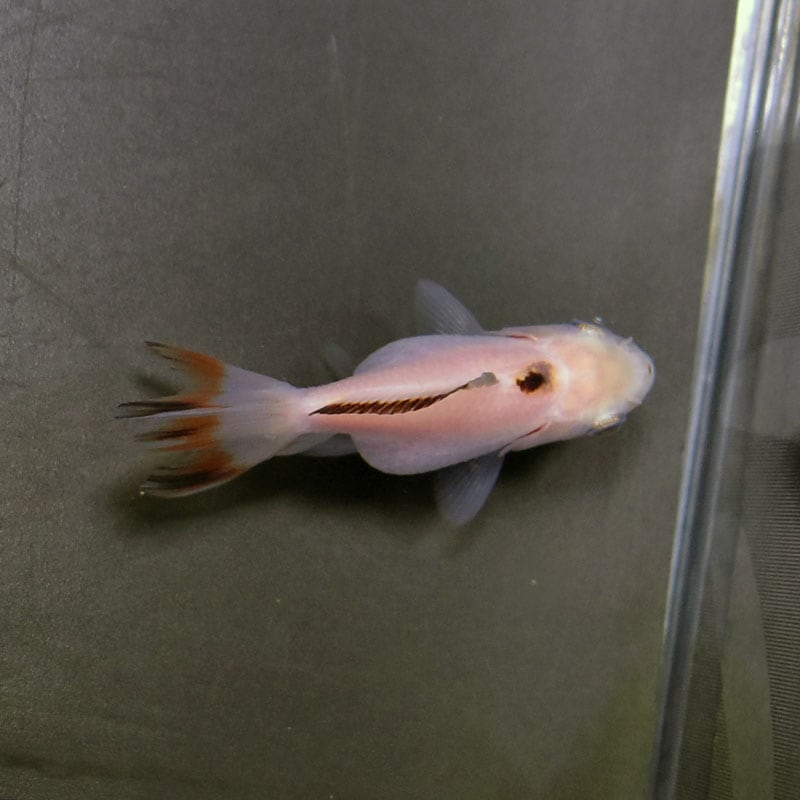きんぎょ様 金魚王子】変わり柄らんちゅう 6±1cm前後 (個体番号：cde512