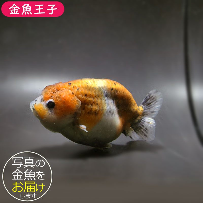 厳選個体] ネコガシラ 12cm 個体番号082110 金魚 らんちゅう 生体