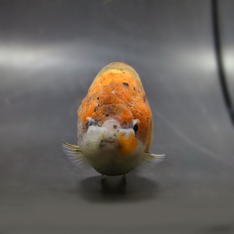 テコチチ【願いが叶う】【金運 財運 繁栄 招福】金魚 きんぎょ らんちゅう 金魚王子】変わり柄らんちゅう 15cm前後 (個体番号：cde643) 金魚