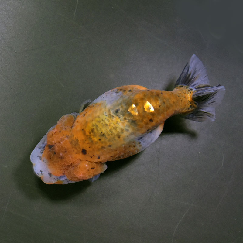 金魚王子】キリンらんちゅう 11cm前後 (個体番号：cde691) 金魚