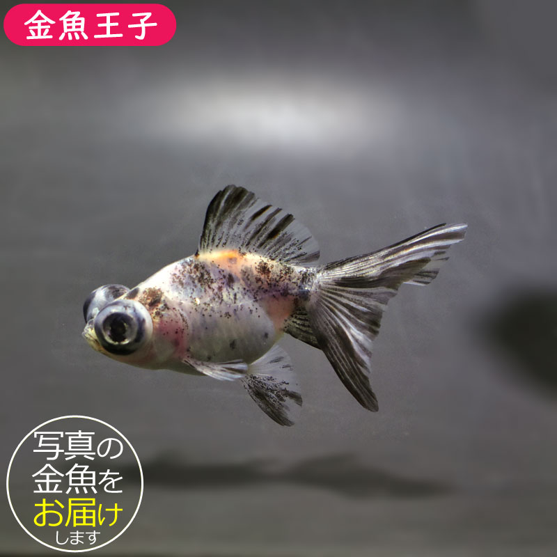 【金魚王子】キャリコ蝶尾 7～8cm前後 (個体番号：cde842) 金魚 きんぎょ 生体 蝶尾 厳選個体