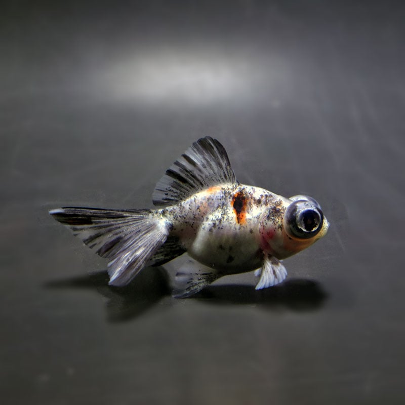 【金魚王子】キャリコ蝶尾 7～8cm前後 (個体番号：cde842) 金魚 きんぎょ 生体 蝶尾 厳選個体