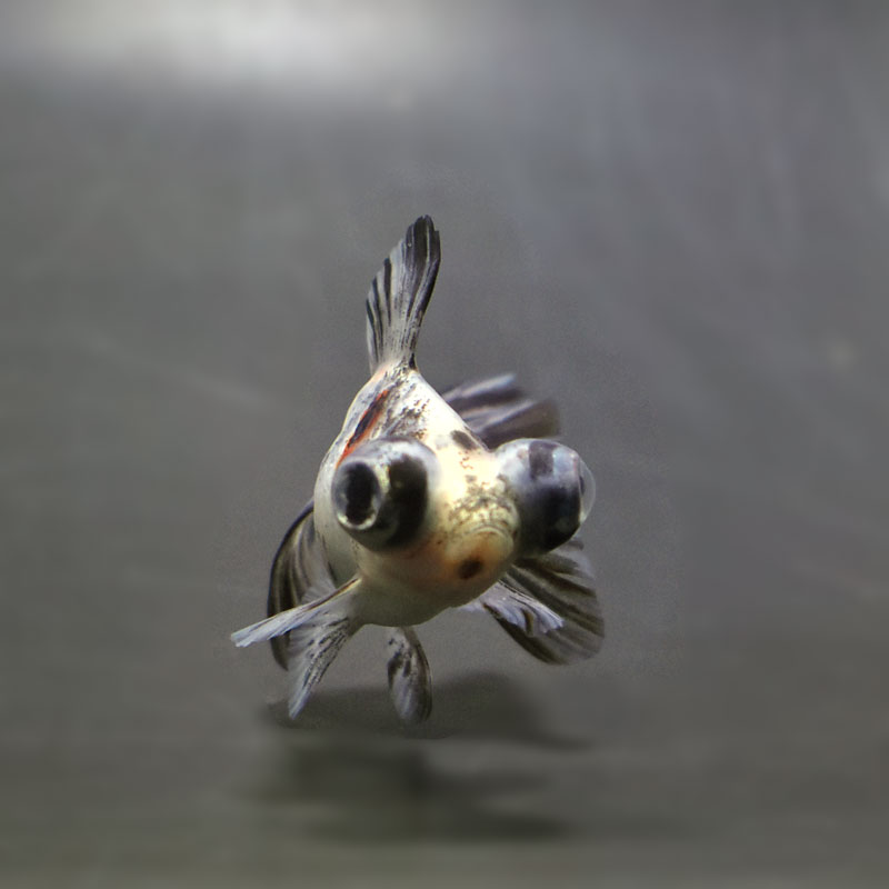 【金魚王子】キャリコ蝶尾 7～8cm前後 (個体番号：cde842) 金魚 きんぎょ 生体 蝶尾 厳選個体