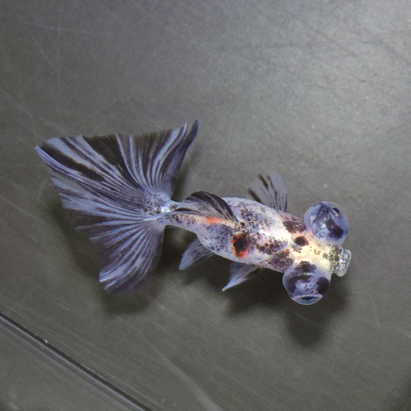 【金魚王子】キャリコ蝶尾 7～8cm前後 (個体番号：cde842) 金魚 きんぎょ 生体 蝶尾 厳選個体