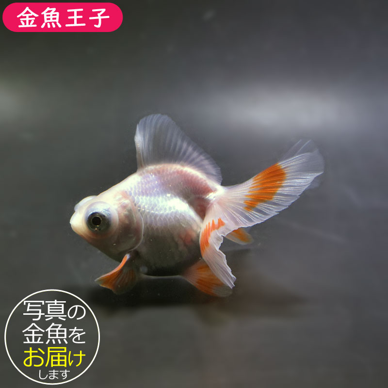 【金魚王子】更紗蝶尾 8±1cm前後 (個体番号：xsw115) 金魚 きんぎょ 生体 蝶尾 厳選個体