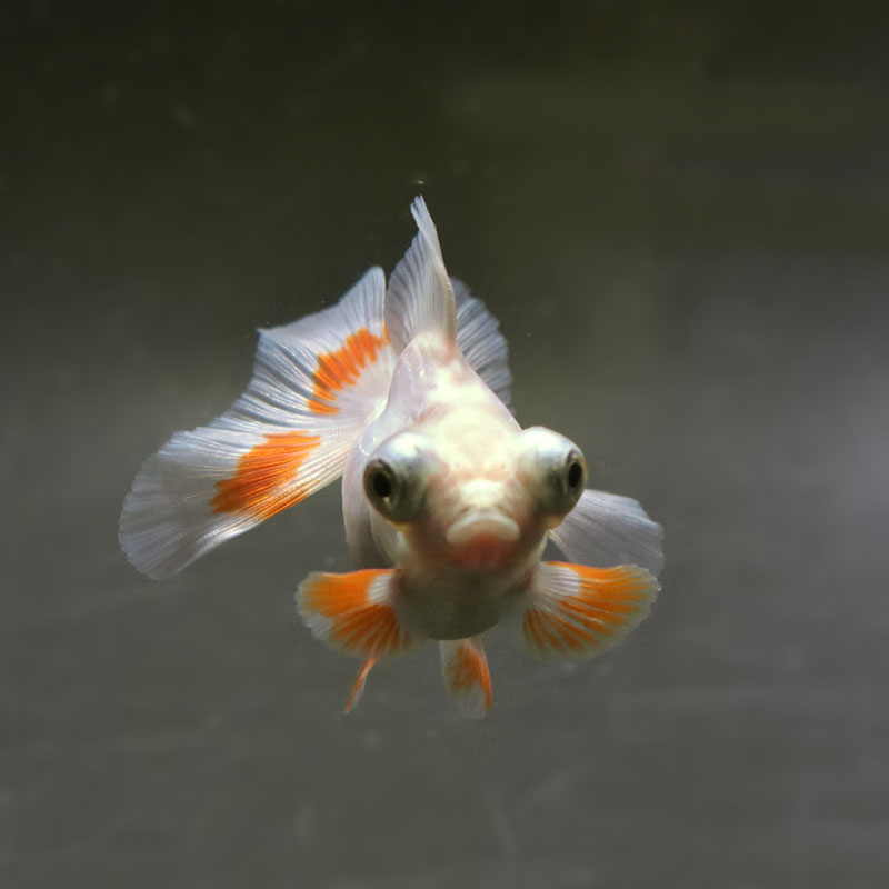 【金魚王子】更紗蝶尾 8±1cm前後 (個体番号：xsw115) 金魚 きんぎょ 生体 蝶尾 厳選個体