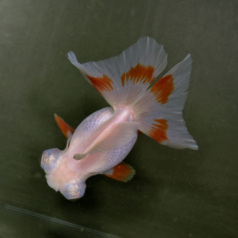 【金魚王子】更紗蝶尾 8±1cm前後 (個体番号：xsw115) 金魚 きんぎょ 生体 蝶尾 厳選個体