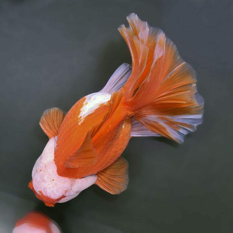 金魚王子】更紗ローズテールオランダ 18.5cm前後 (個体番号：xsw262