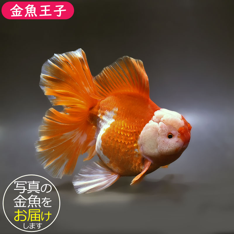 【金魚王子】更紗ローズテールオランダ 18.5cm前後 (個体番号：xsw262) 金魚 きんぎょ 生体 オランダ獅子頭 厳選個体